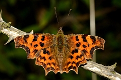 David Plant Photography - Wildlife Photography - Comma - D